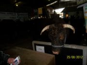 Expointer - Esteio