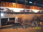 Expointer - Esteio